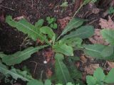 Sonchus arvensis