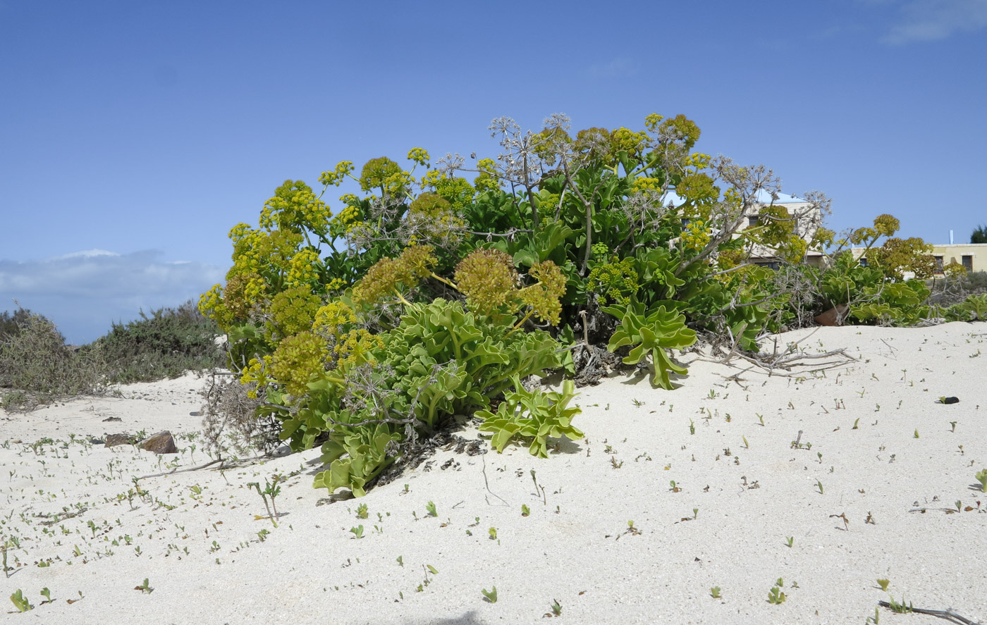 Изображение особи Astydamia latifolia.