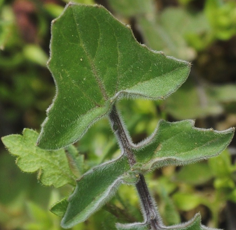 Image of Sisymbrium orientale specimen.