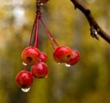 Malus baccata. Плоды в каплях дождя. Пермский край, Кунгурский р-н, высокий левый берег р. Шаква ниже с. Тарнабаево. 1 октября 2016 г.