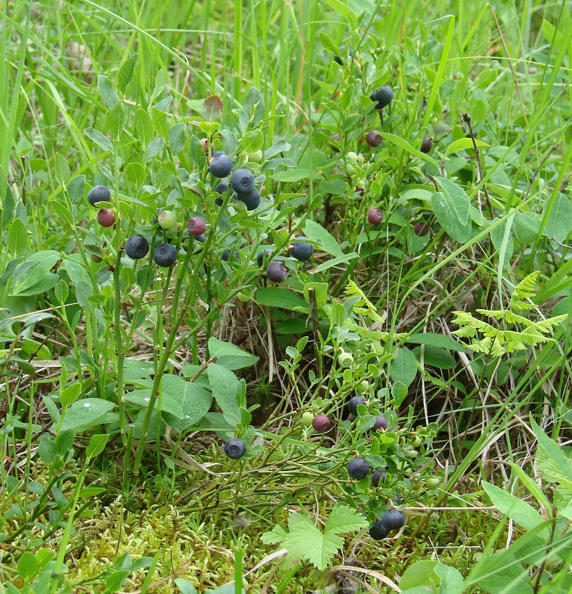 Image of Vaccinium myrtillus specimen.