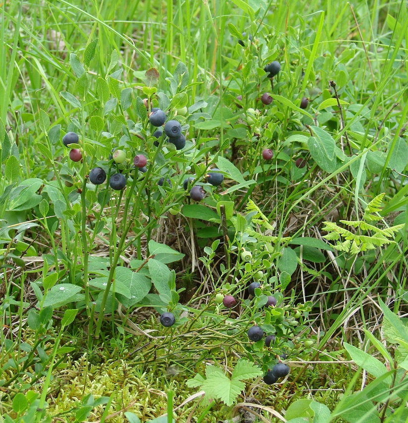 Изображение особи Vaccinium myrtillus.