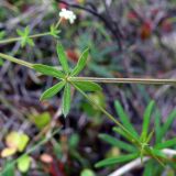 Galium uliginosum