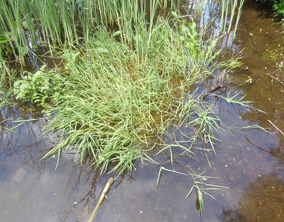 Image of Alopecurus aequalis specimen.