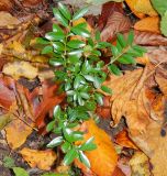 Buxus colchica