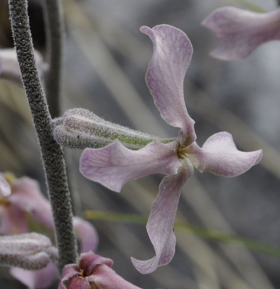 Image of Matthiola fruticulosa specimen.