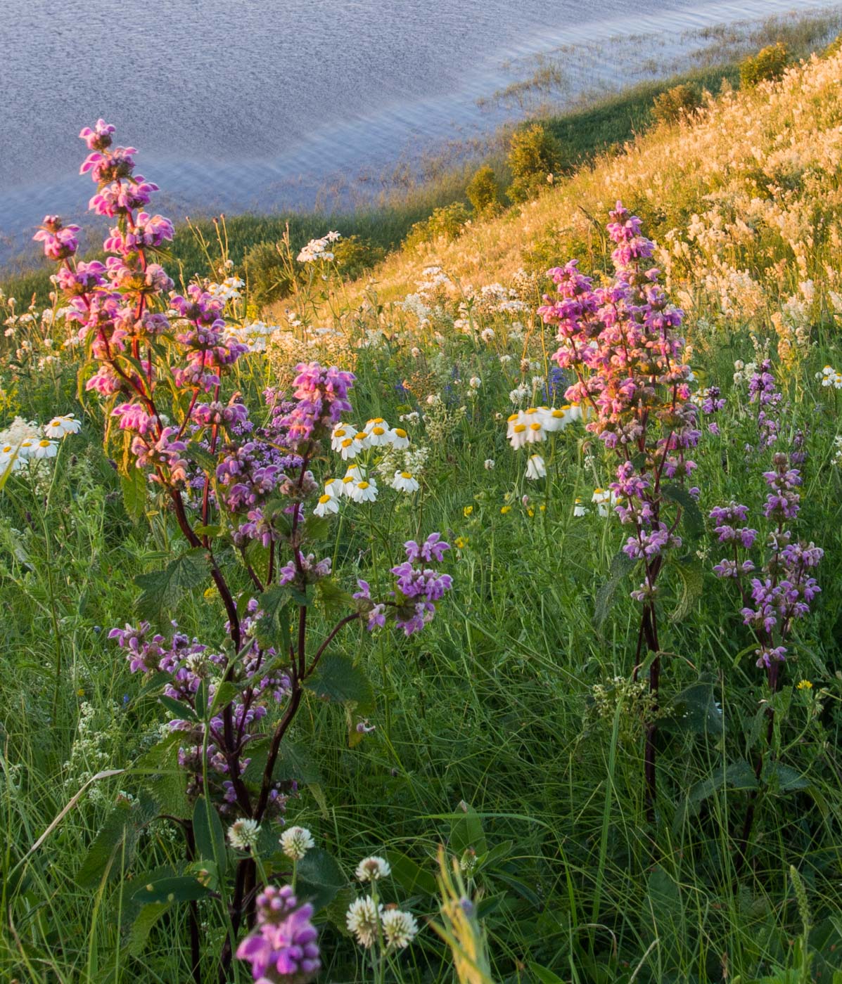 Изображение особи Phlomoides tuberosa.