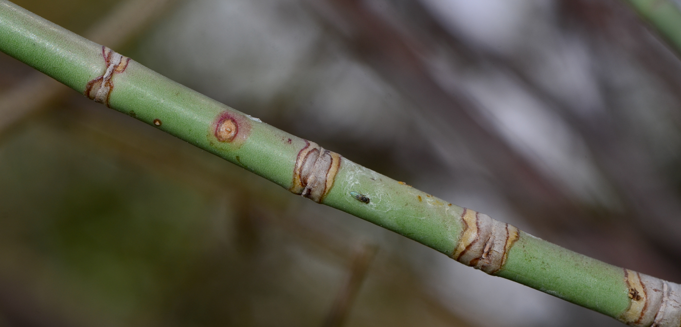 Image of Euphorbia xanti specimen.