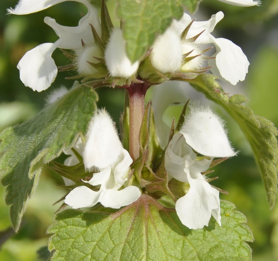 Image of Lamium moschatum specimen.