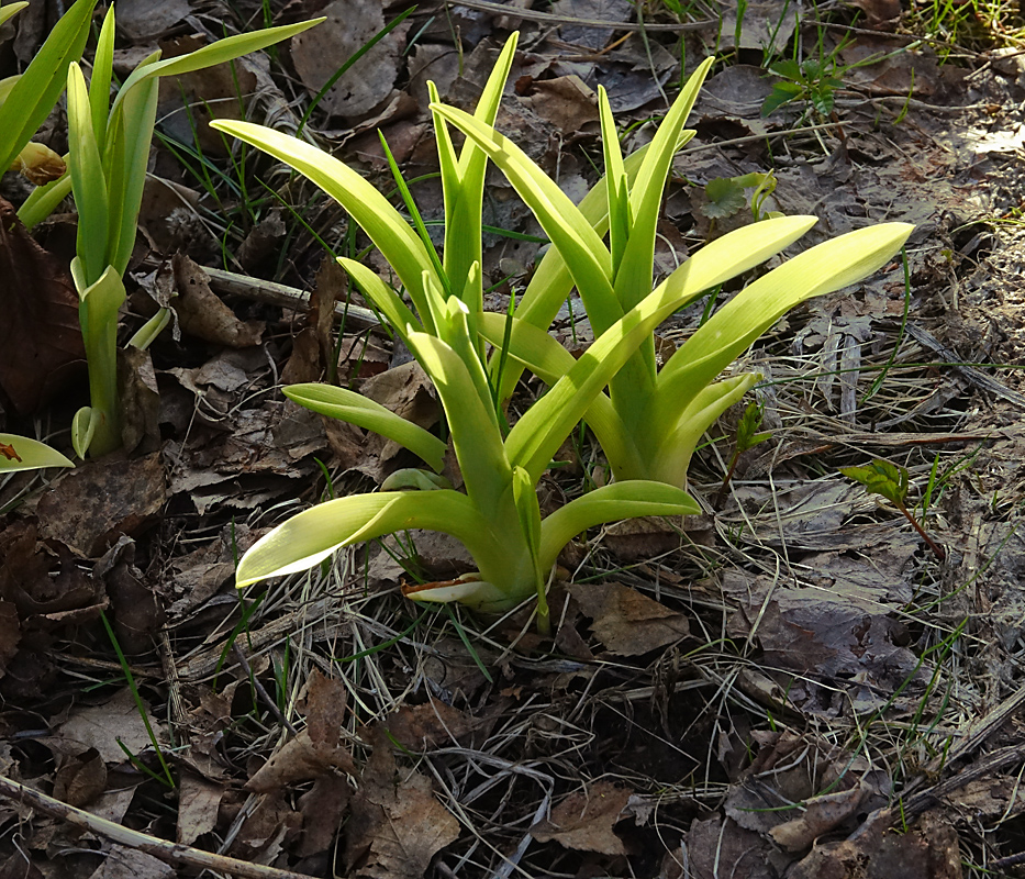 Изображение особи Hemerocallis &times; hybrida.