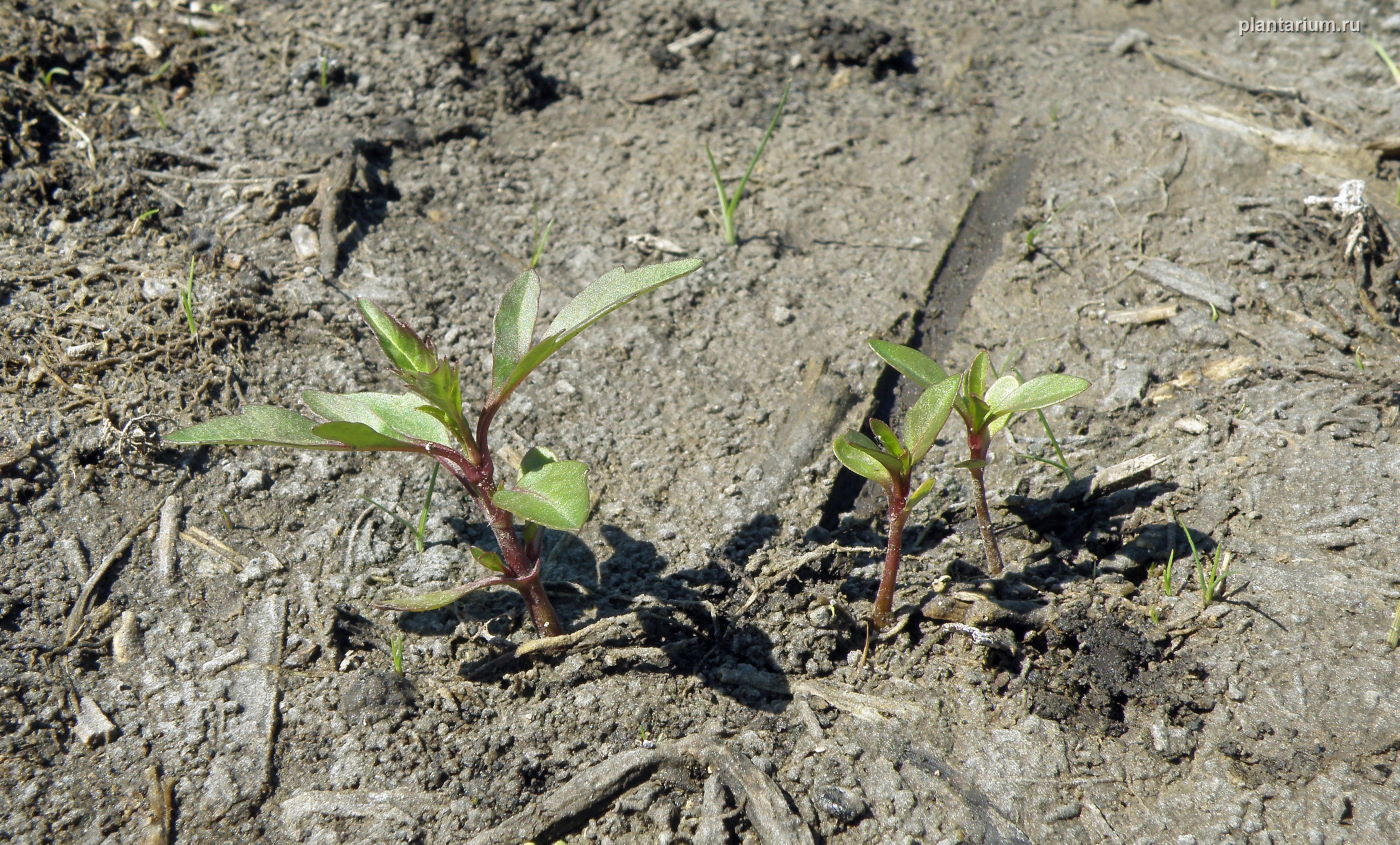 Image of Bidens tripartita specimen.