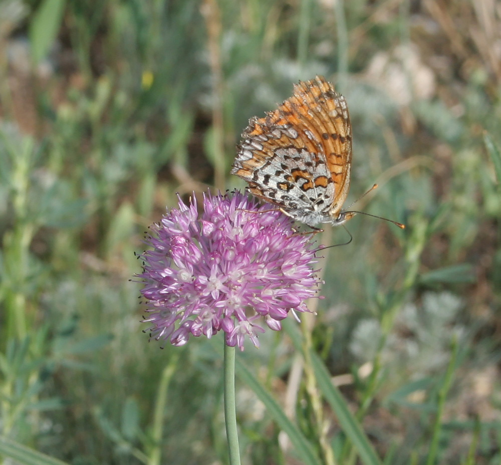 Image of Allium caricifolium specimen.