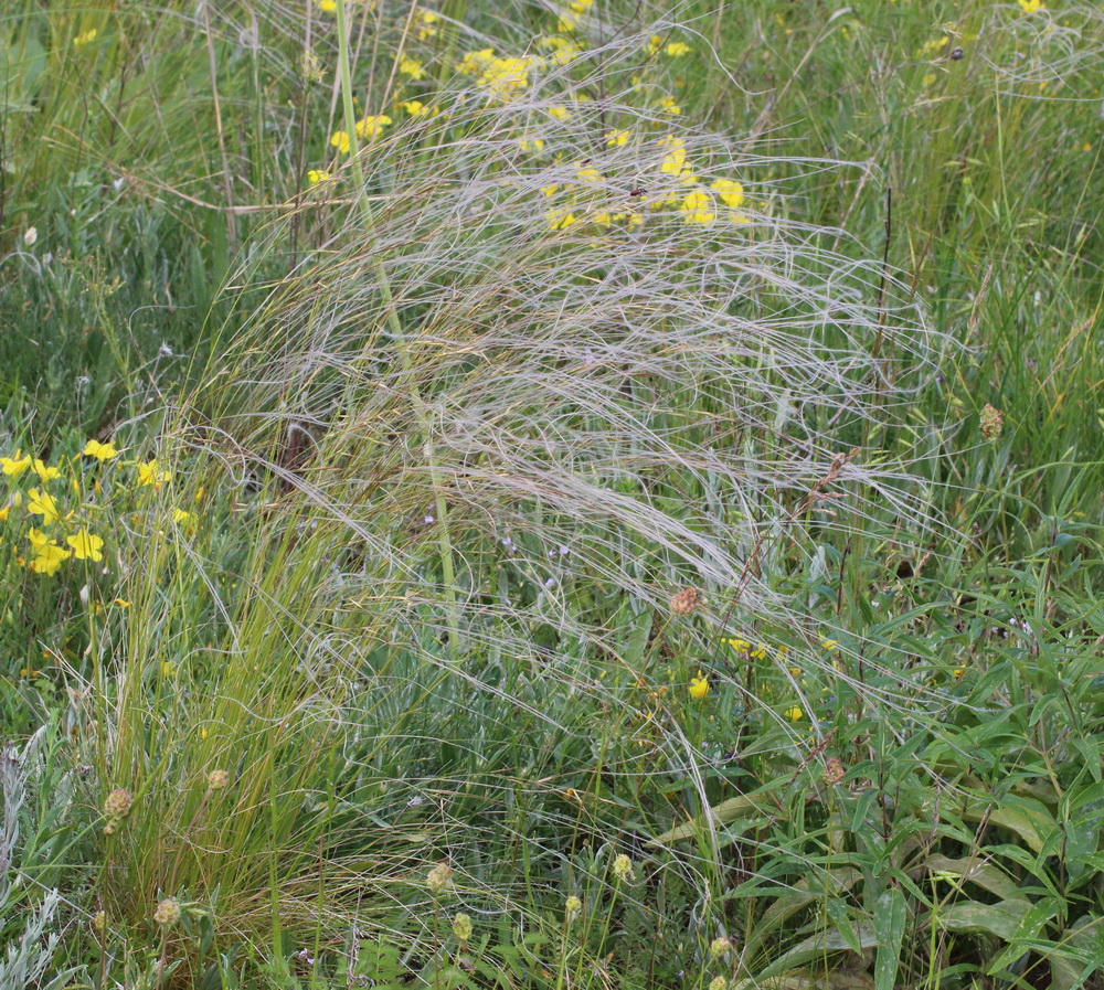 Image of genus Stipa specimen.