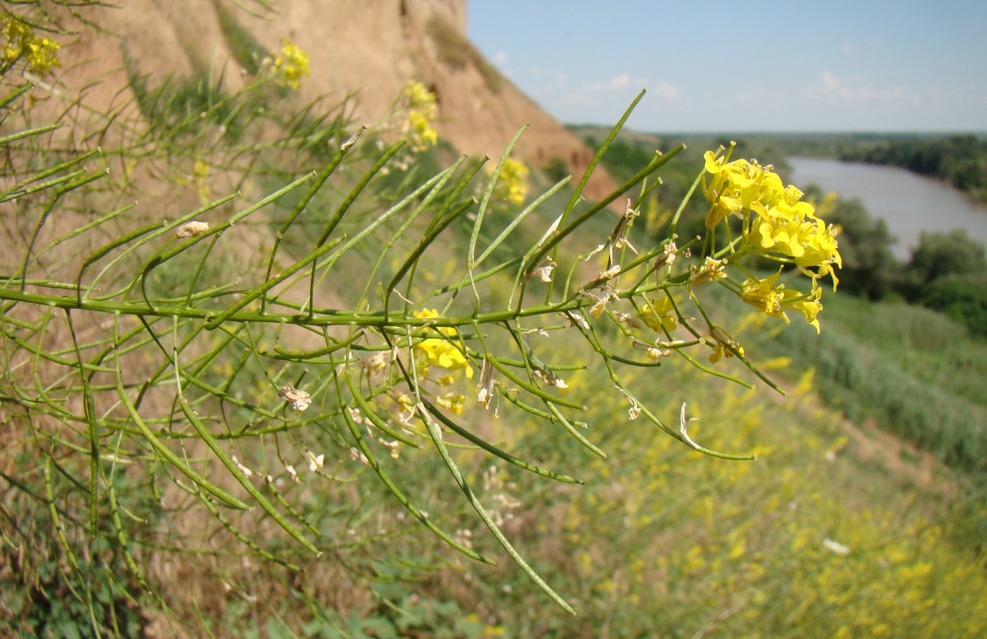 Image of Sisymbrium loeselii specimen.