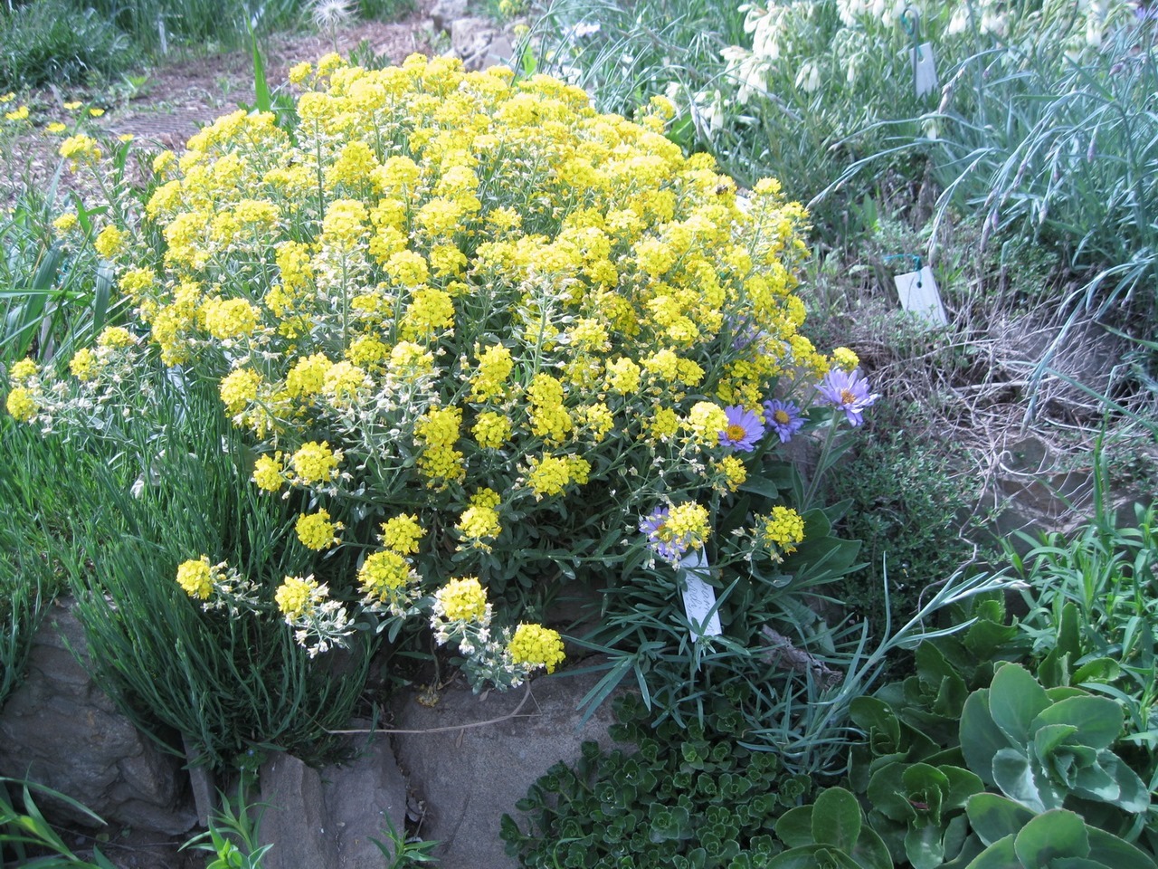 Image of genus Alyssum specimen.