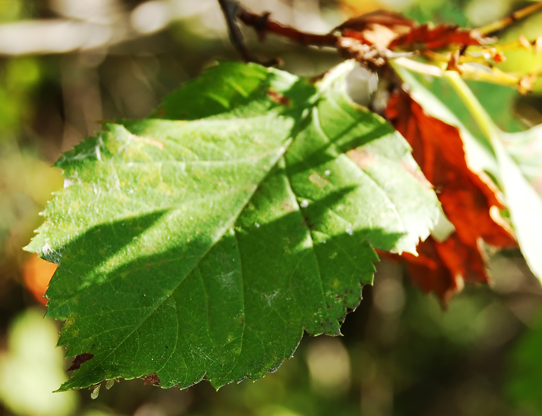 Image of Crataegus chlorocarpa specimen.