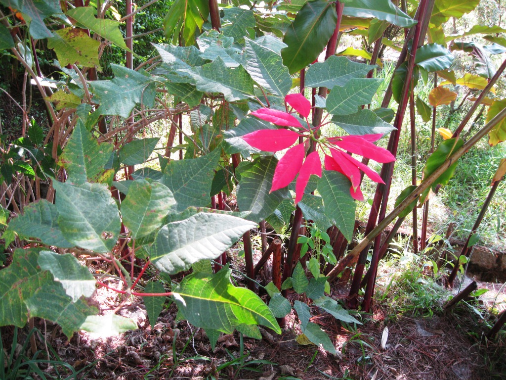 Image of Euphorbia pulcherrima specimen.