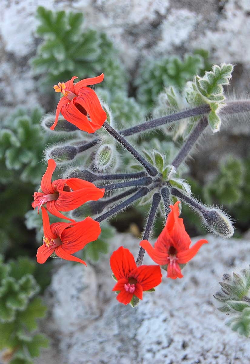 Изображение особи Pelargonium fulgidum.