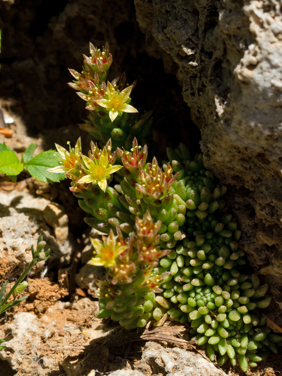 Изображение особи Sedum laconicum.