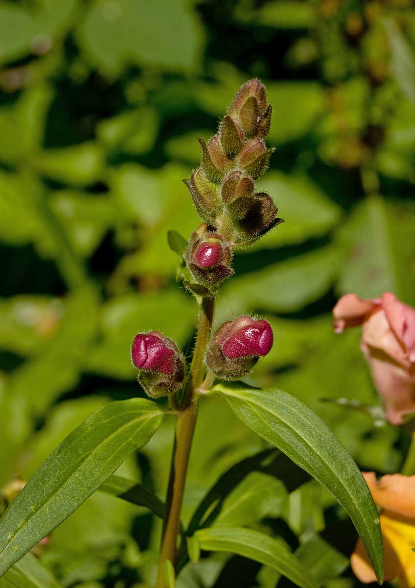 Image of Antirrhinum majus specimen.