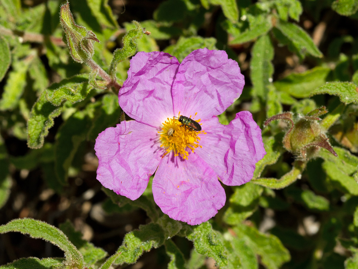 Image of Cistus creticus specimen.