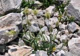 Alopecurus glacialis. Цветущее растение. Адыгея, Фишт-Оштеновский массив, гора Оштен, ≈ 2800 м н.у.м., каменистый склон. 06.07.2017.