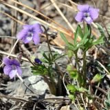 Viola dissecta