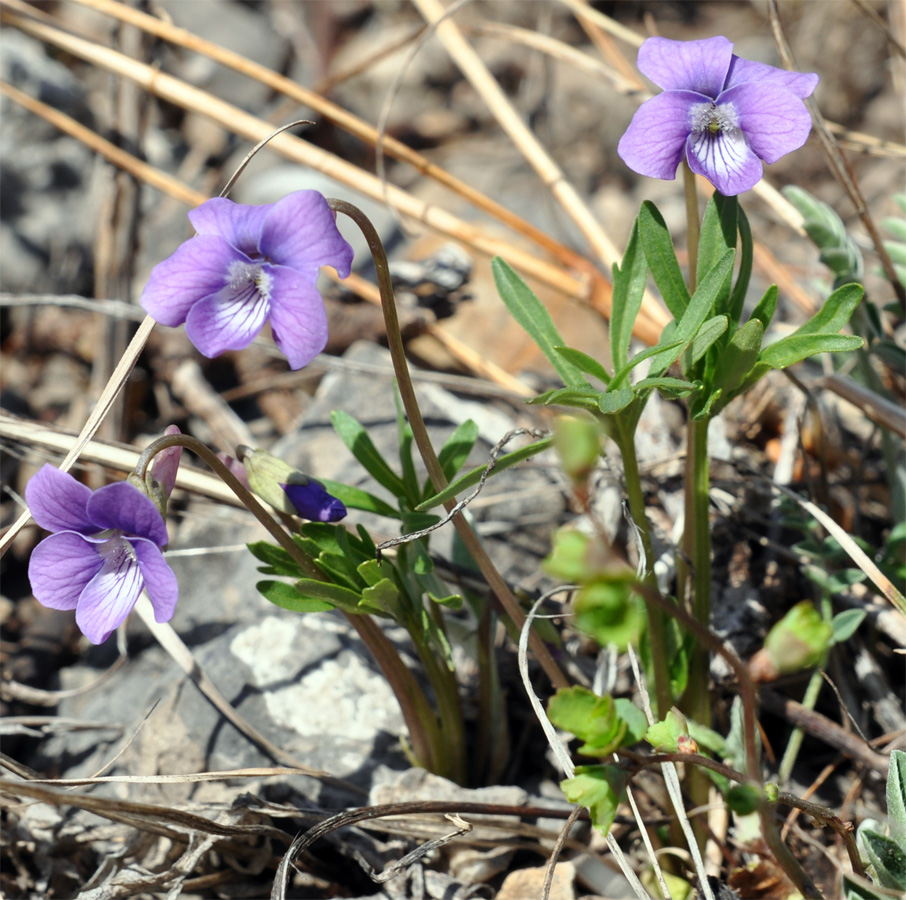 Image of Viola dissecta specimen.