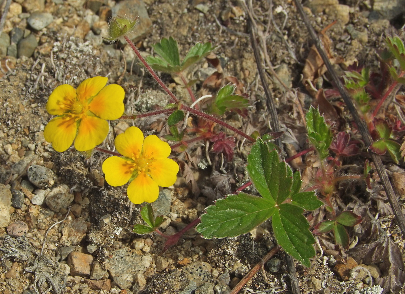 Image of Potentilla stolonifera specimen.