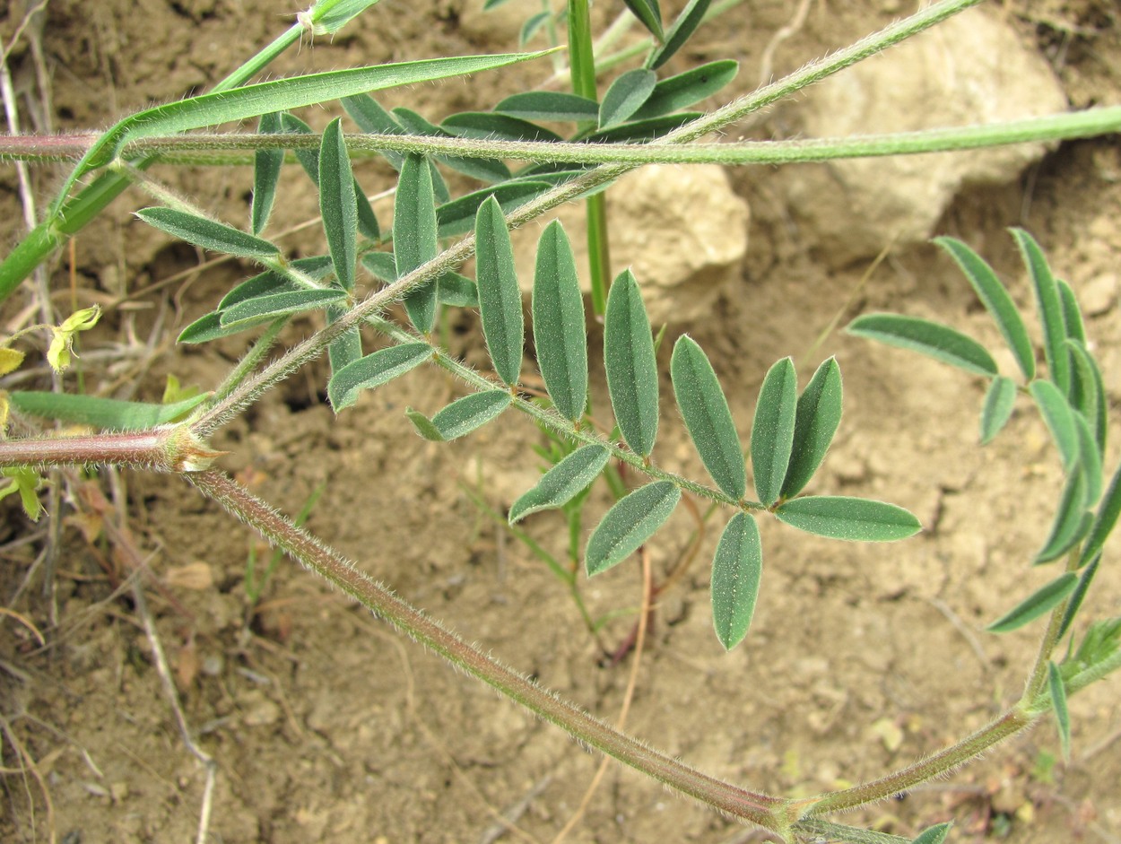 Image of Onobrychis dielsii specimen.