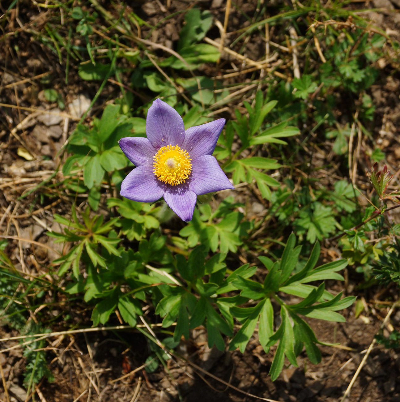 Image of Pulsatilla patens specimen.