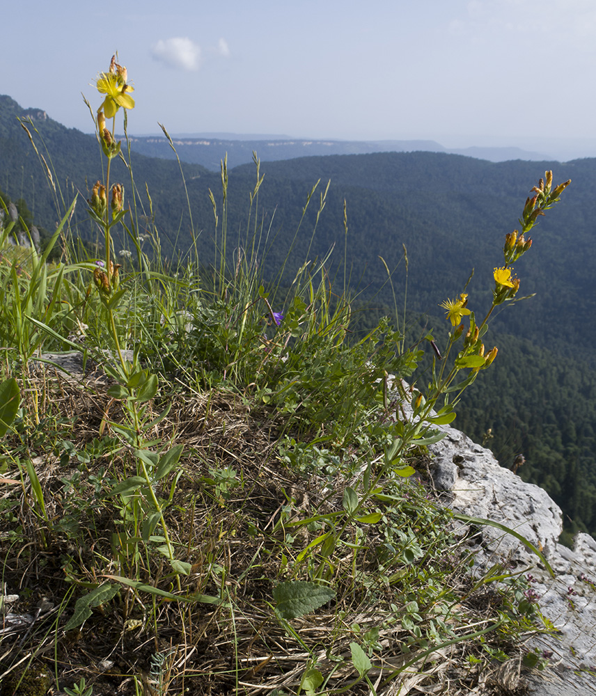 Изображение особи Hypericum linarioides.