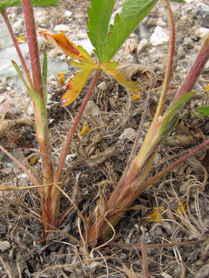 Изображение особи Potentilla recta.