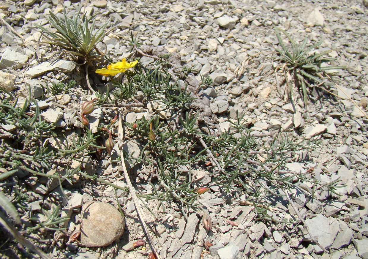 Image of Fumana procumbens specimen.