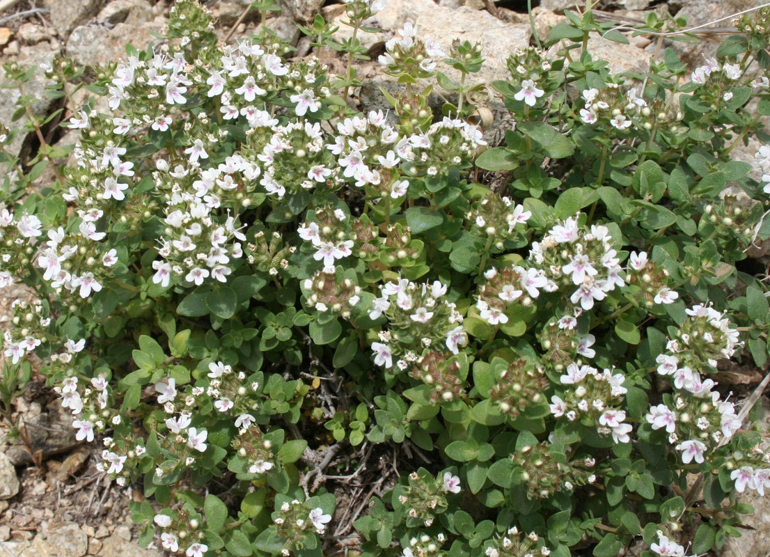 Image of genus Thymus specimen.