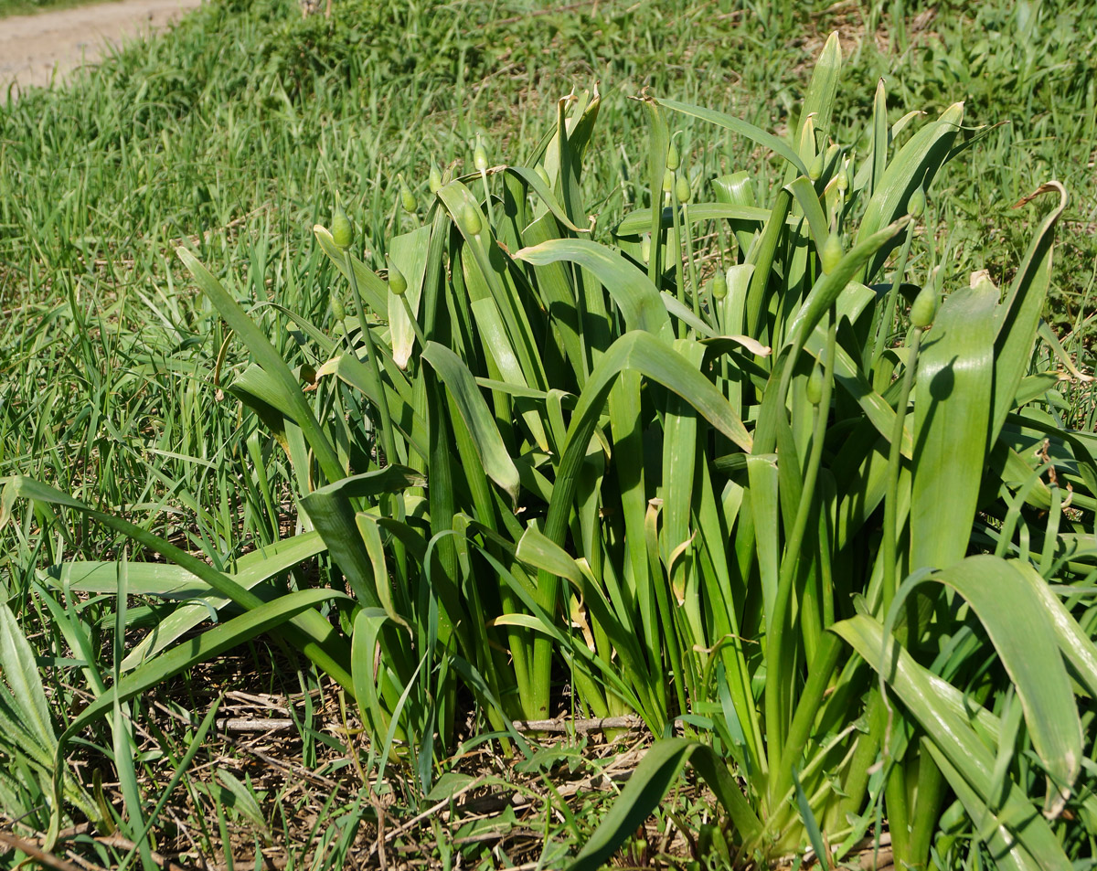 Image of genus Allium specimen.