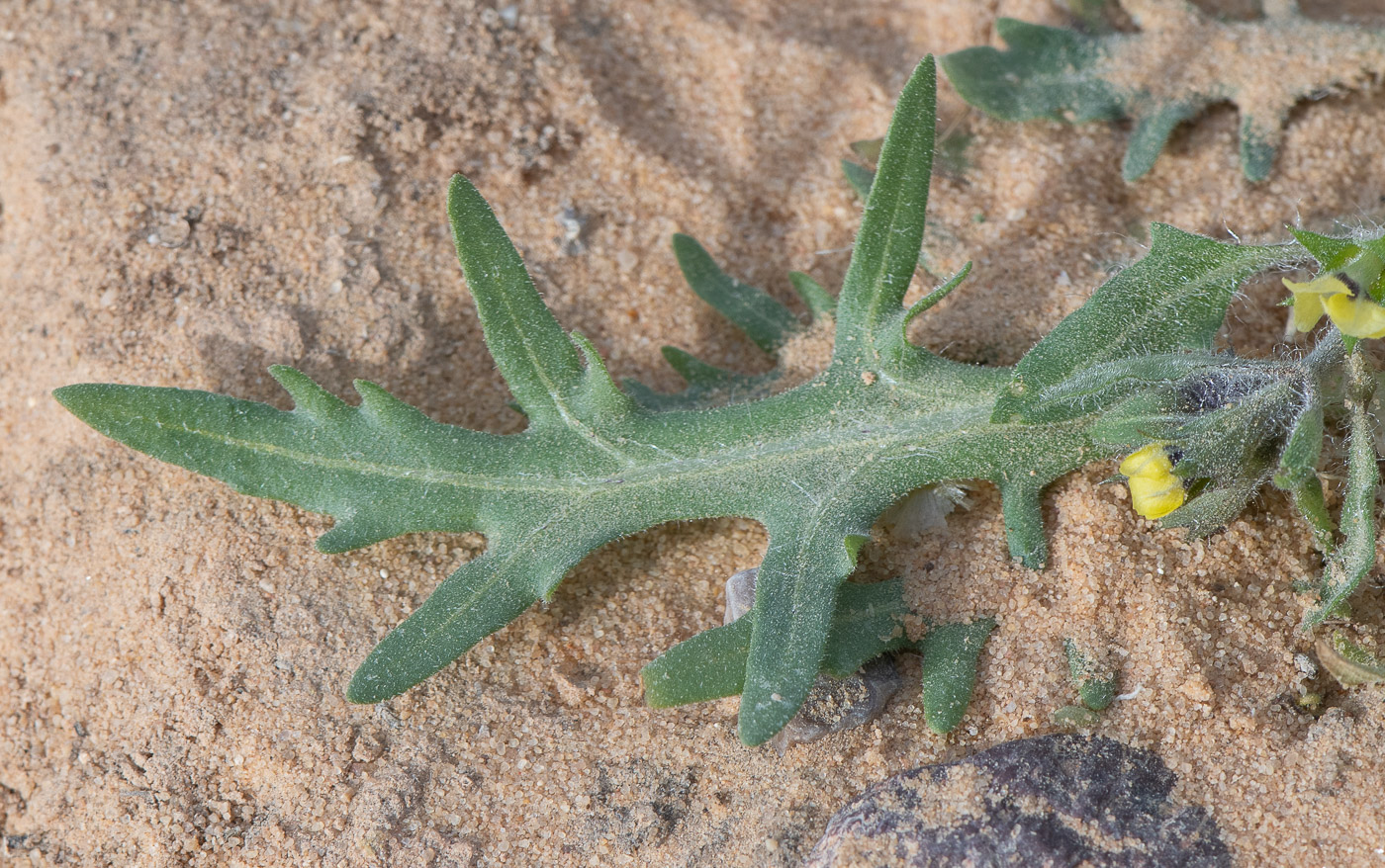 Изображение особи Hyoscyamus pusillus.