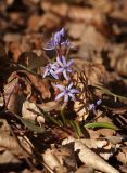 Scilla bifolia