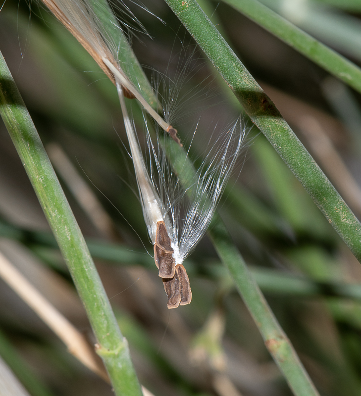 Image of Leptadenia pyrotechnica specimen.