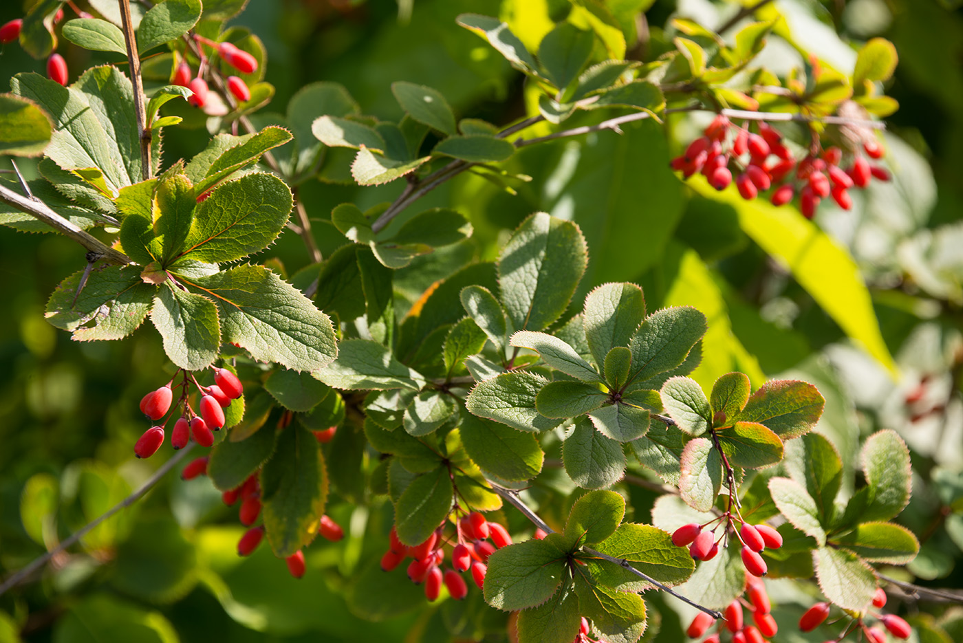 Image of genus Berberis specimen.