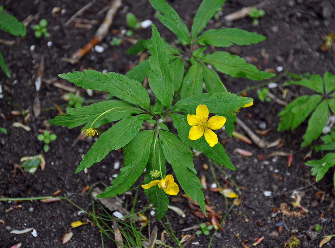 Изображение особи Anemone ranunculoides.