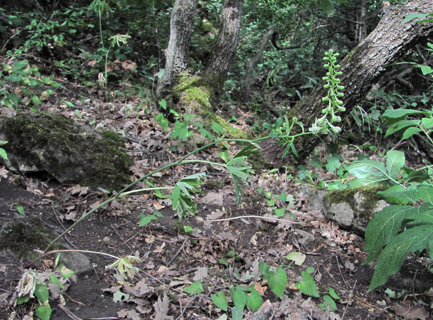 Image of Delphinium macropogon specimen.