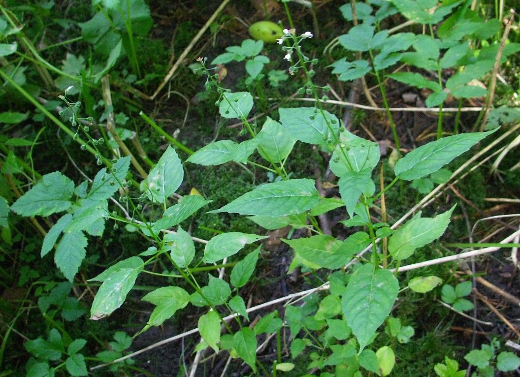 Изображение особи Circaea lutetiana ssp. quadrisulcata.