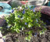 Hepatica nobilis