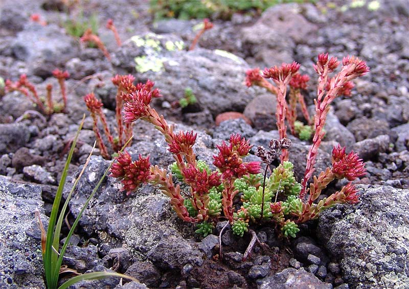 Изображение особи Sedum tenellum.