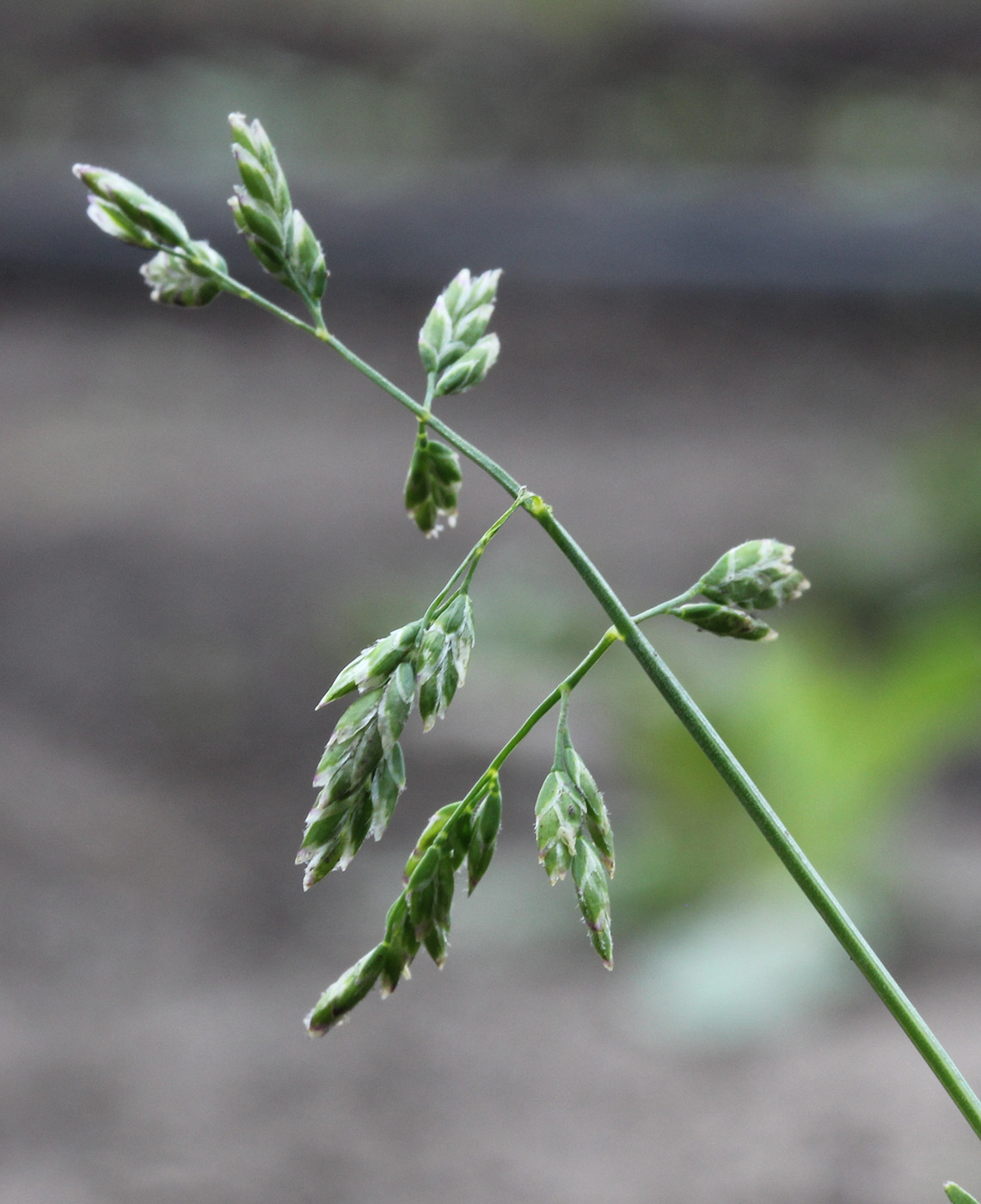 Image of Poa annua specimen.