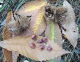 Castanea dentata. Зрелые плоды, плюски с плодами, осенние листья. Москва, ГБС РАН, в культуре. 04.10.2019.