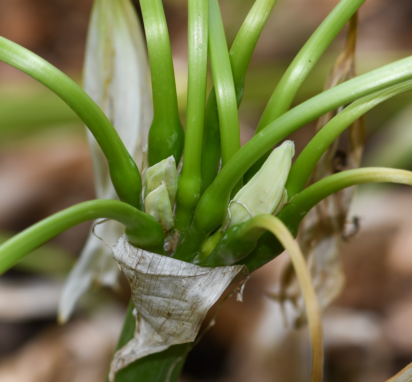 Image of genus Crinum specimen.