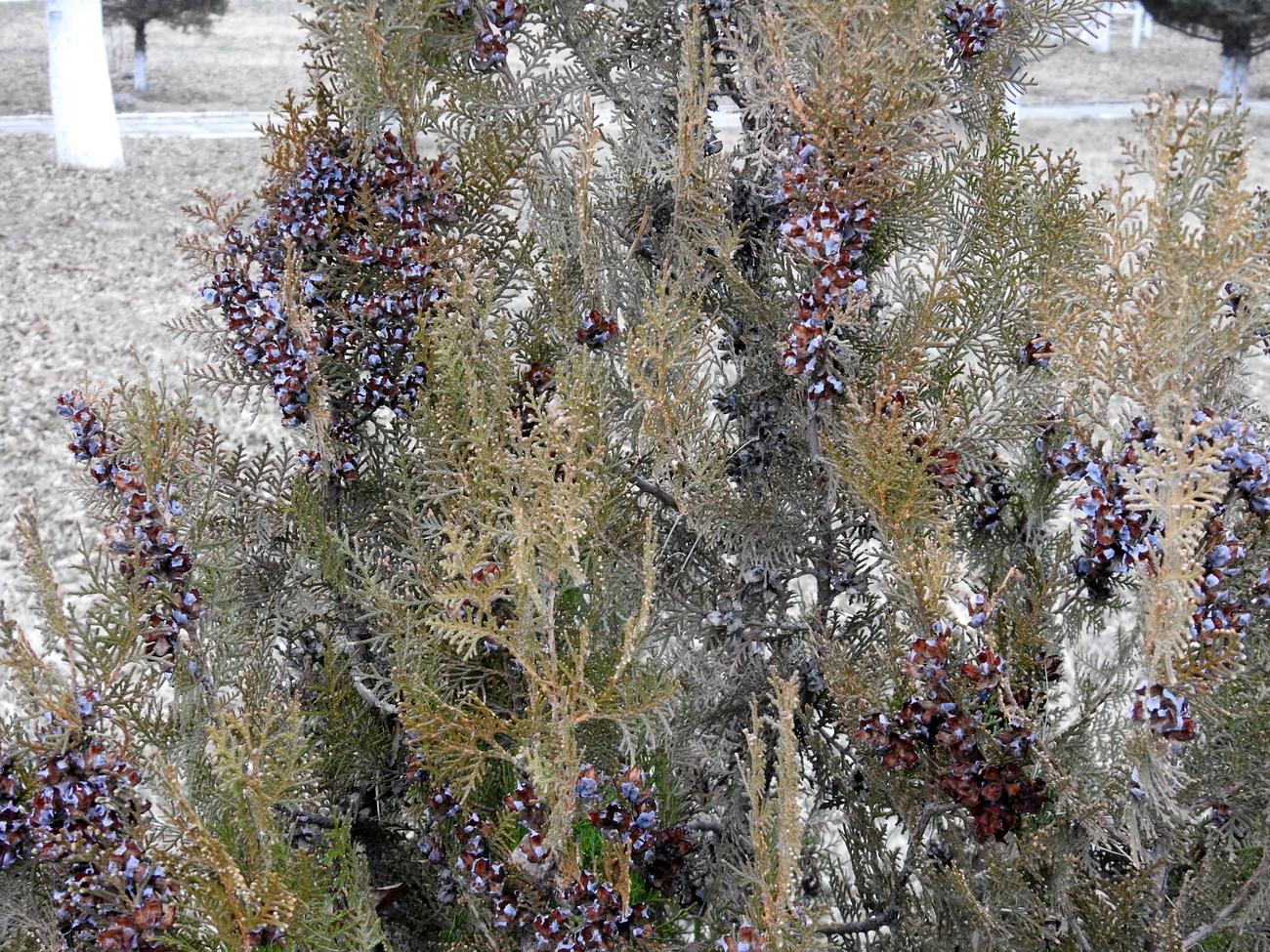 Image of Platycladus orientalis specimen.