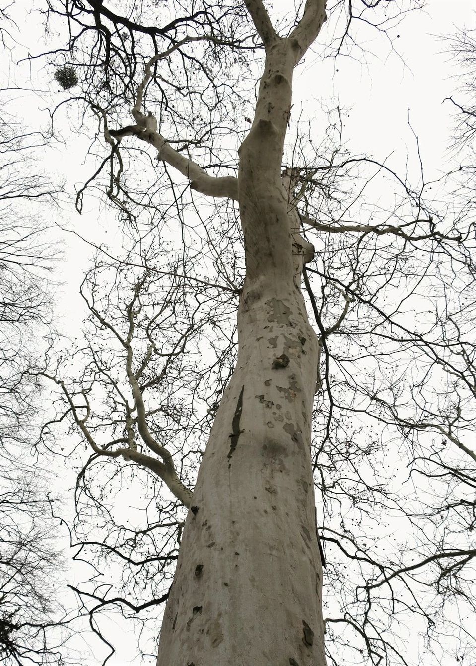 Изображение особи Platanus &times; acerifolia.